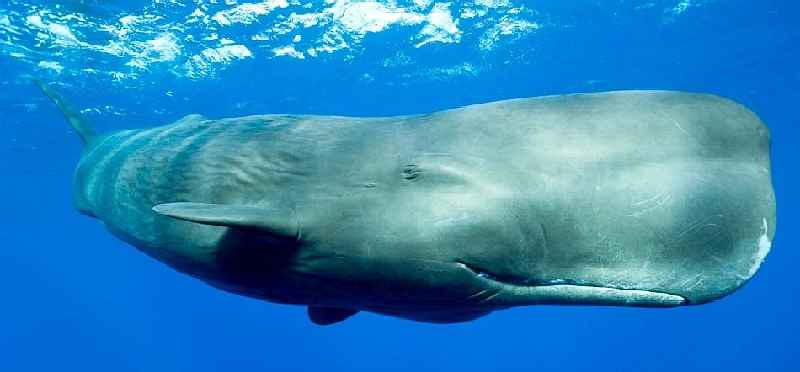 Are there any sperm whales left