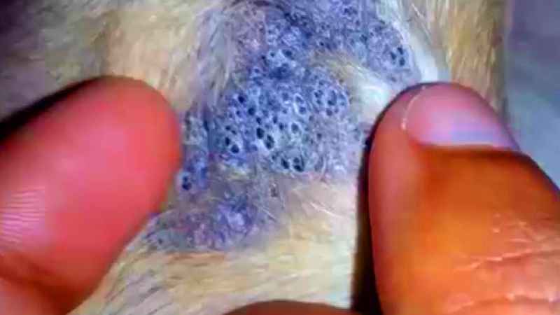 Can blackheads be removed by waxing