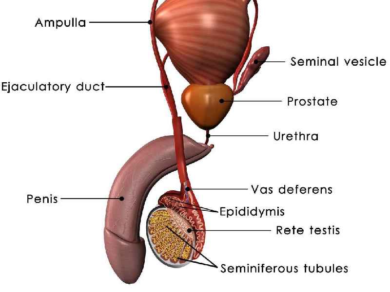 Can enlarged prostate be reversed