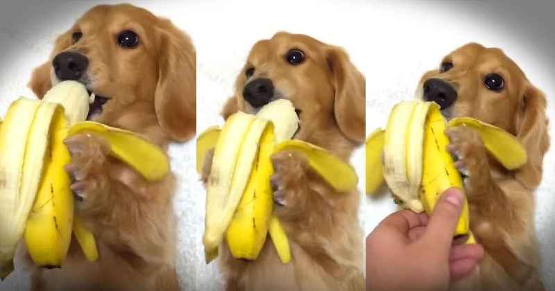 Can I eat a banana while fasting