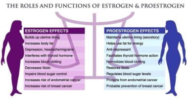 Where to apply progesterone cream for weight loss?