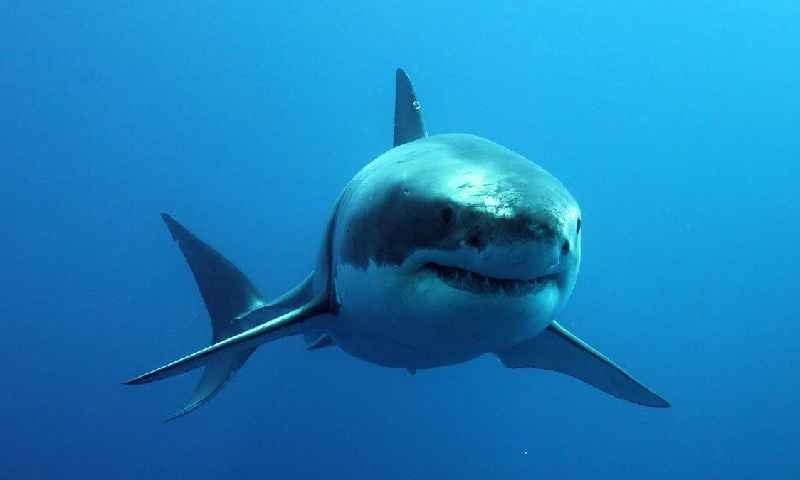 Can sharks smell menstrual blood
