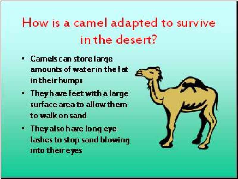 Can the camel walk easily on the hot sand