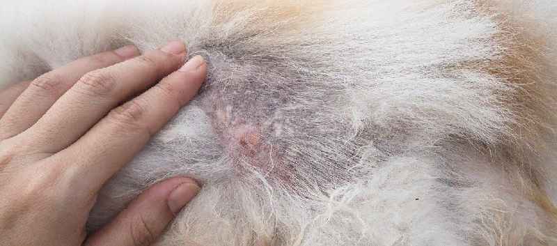 Can worms in dogs cause hair loss