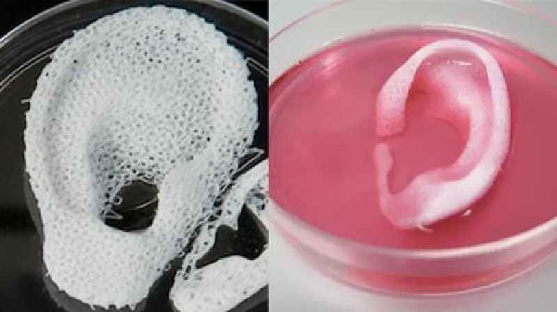 Can you 3D print human tissue