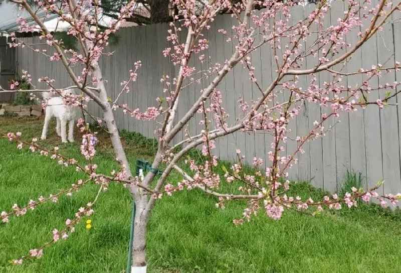 Can you prune a peach tree in August