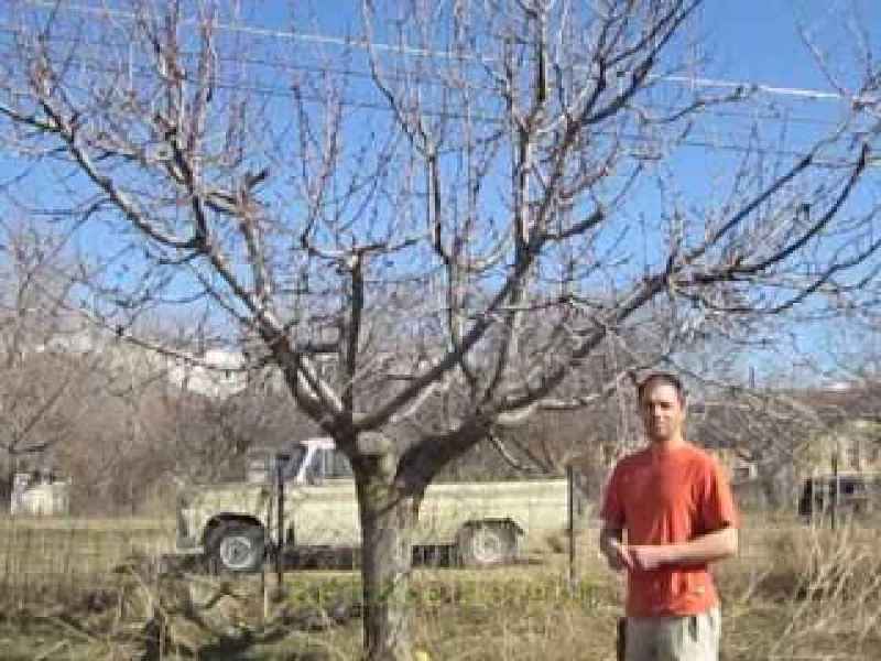 Can you prune apple trees in May
