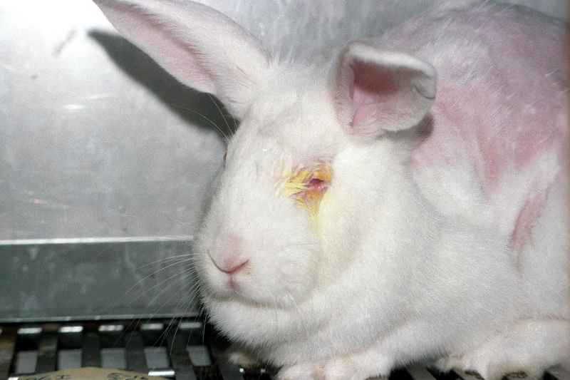 Do BH Cosmetics test on animals