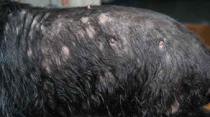 Do eggs cause hair loss in dogs