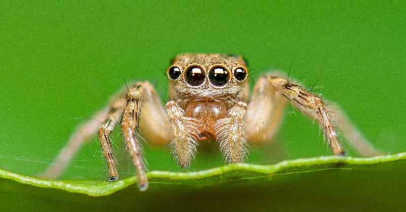 Do spiders have 8 eyes