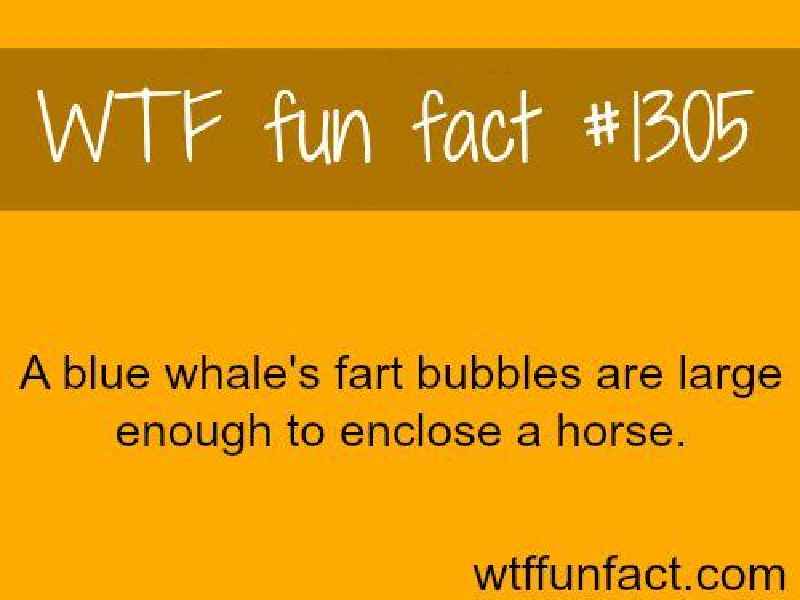 Do whales fart