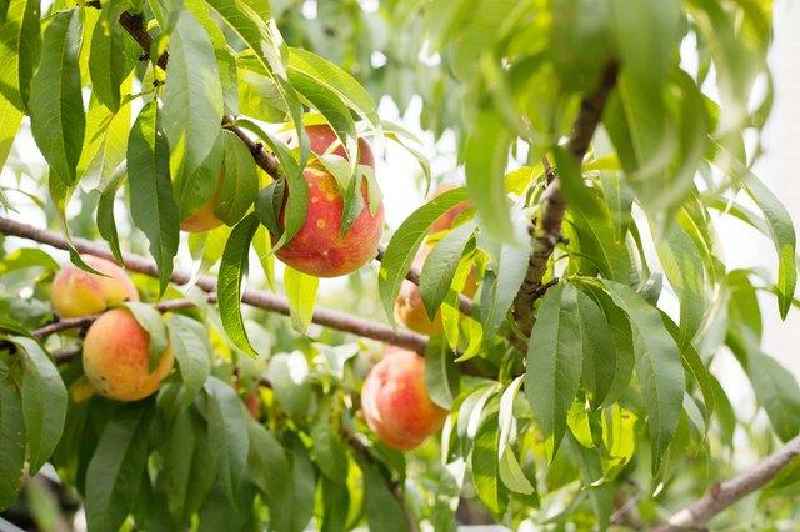 Do you need to prune a peach tree