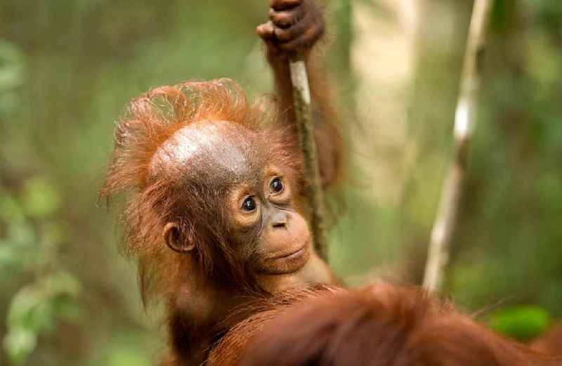 Does body shop use palm oil