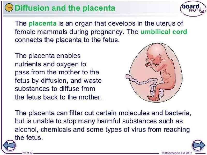 Does Botox pass placenta