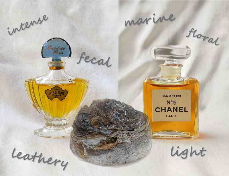 Does Chanel No 5 contain ambergris