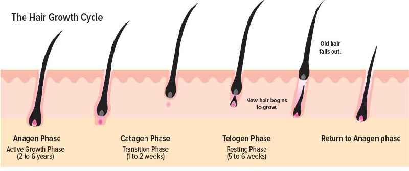 Does hair shedding mean new growth