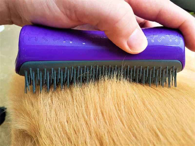Does melatonin help dog hair grow back