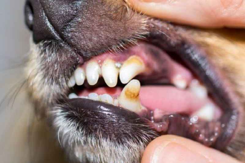 How can I clean my dog's wound naturally
