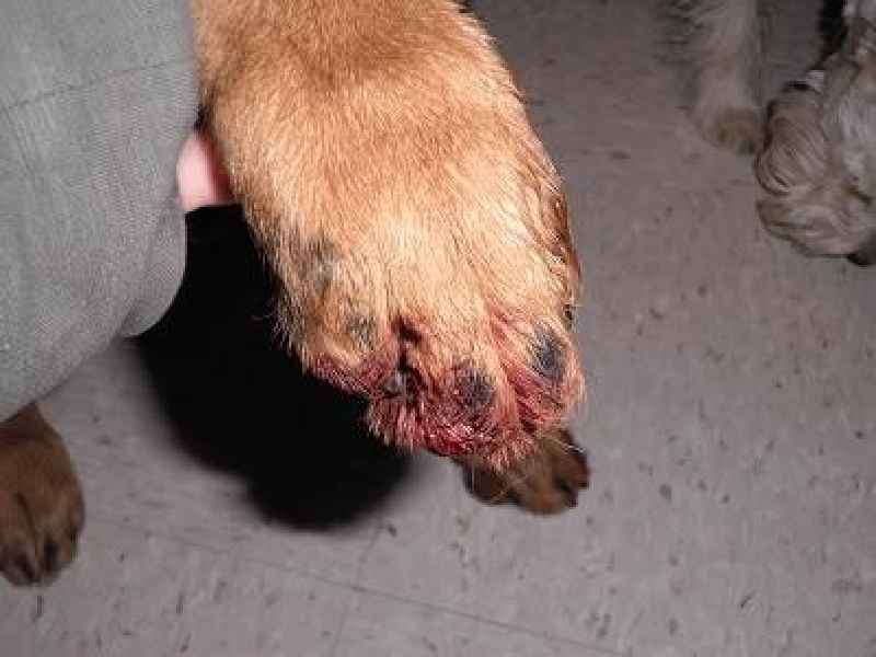 How can I treat my dogs infected paw at home