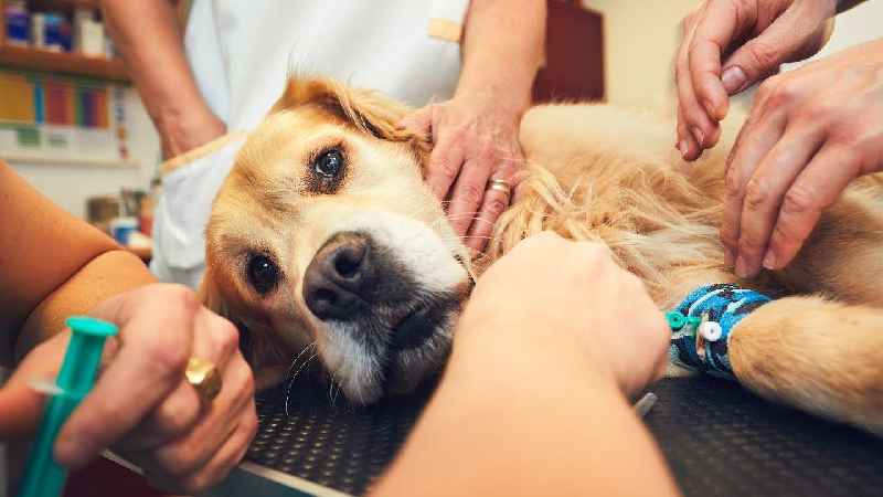 How can I treat my dogs nail infection at home