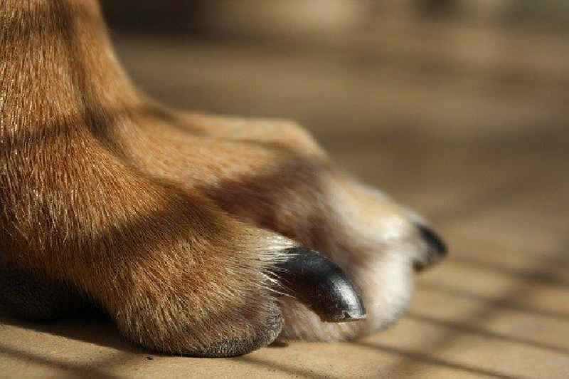 How do groomers cut dog nails