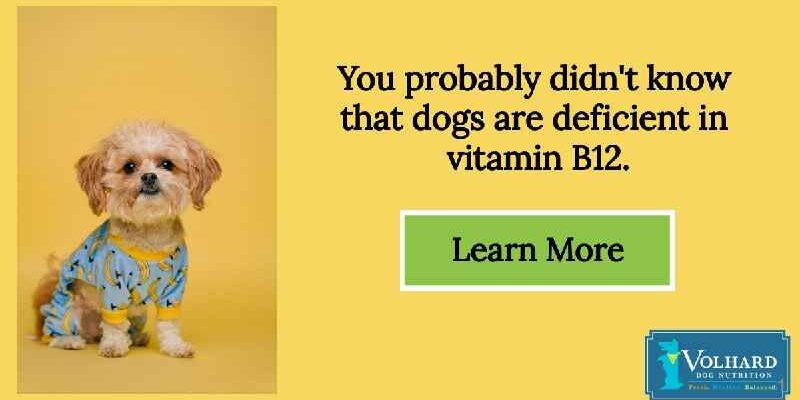 How do I know if my dog has a vitamin deficiency