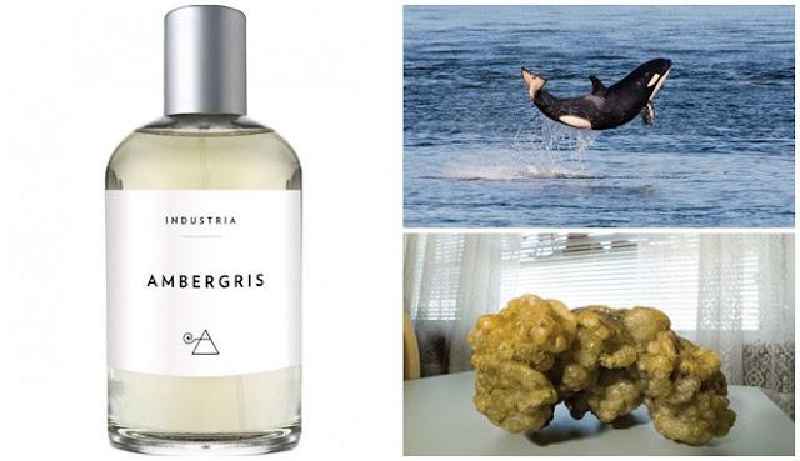 How do perfume companies get ambergris