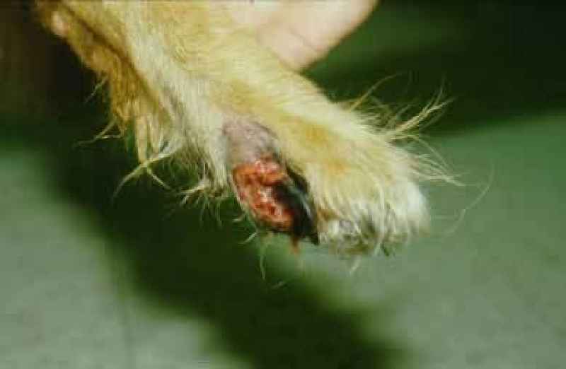 How do you bandage a dog's paw