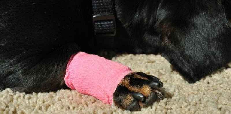 How do you clean a dog's cut paw