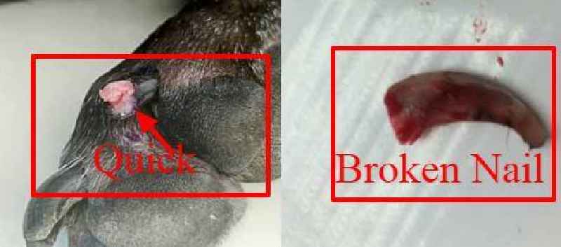How do you clean a dog's nail wound