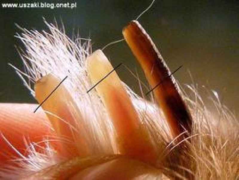How do you cut a black rabbit's nails