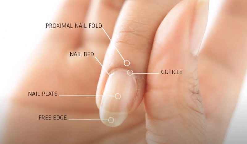 How do you cut cuticles with nail clippers