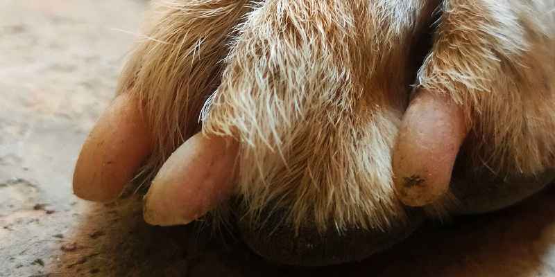 How do you disinfect a dog's broken nail