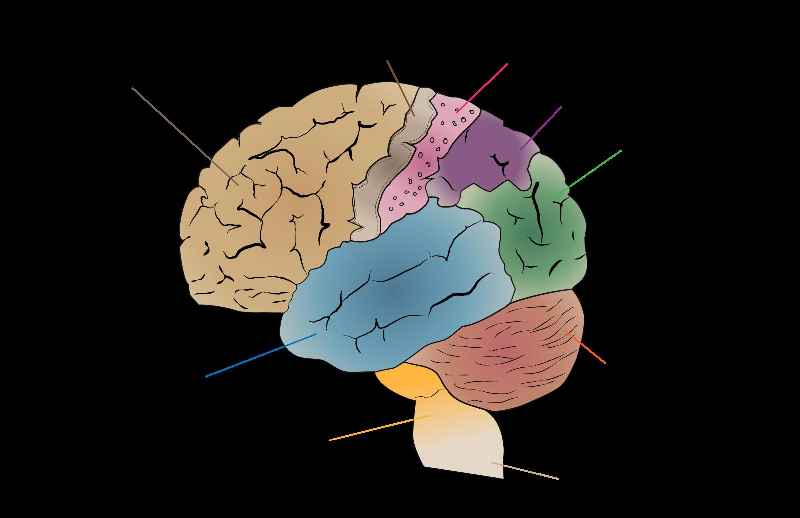 How do you draw a simple brain diagram