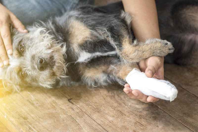 How do you dress a dog's wound at home