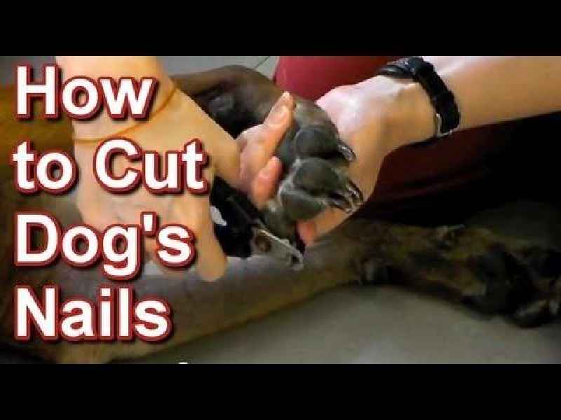 How do you fix a dog's nail if you cut it too short