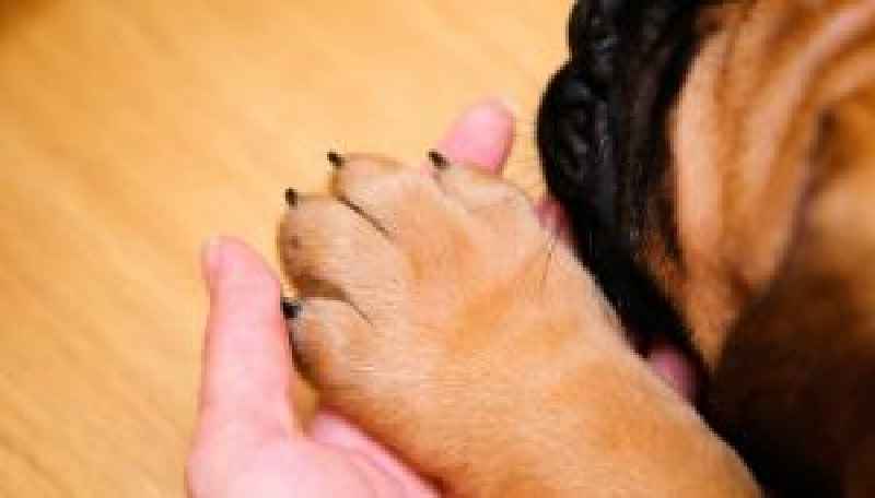 How do you get a dog's toenail to stop bleeding