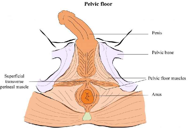 How do you give your partner perineal massage