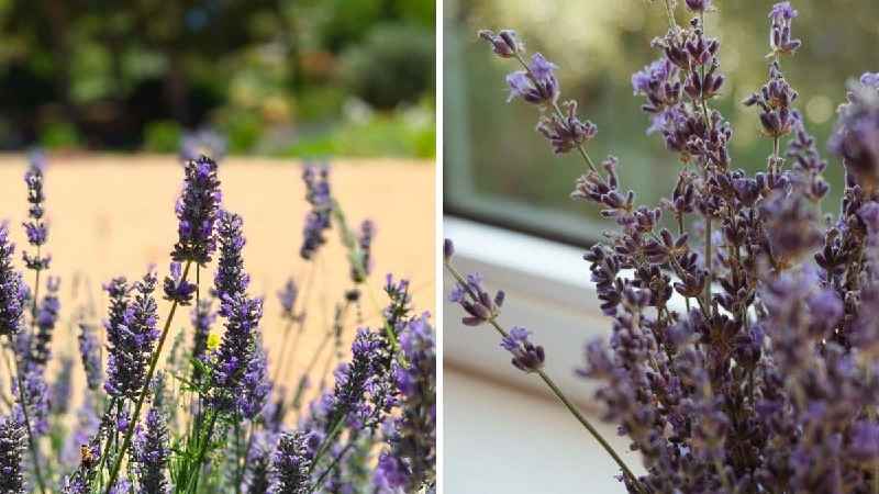 How do you make lavender oil from fresh lavender