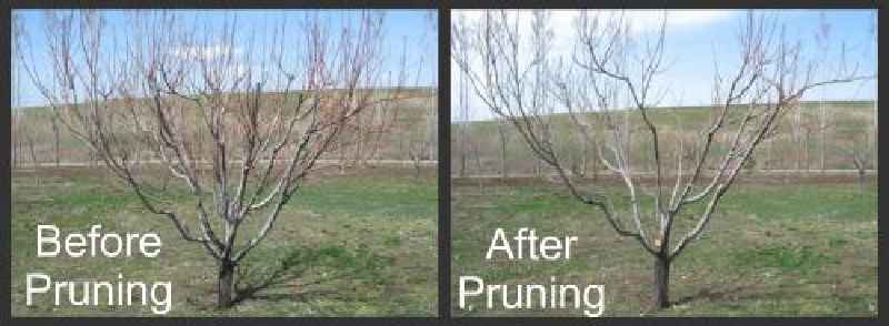 How do you prune a 3 year old peach tree
