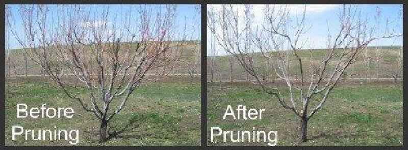 How do you prune a 5 year old peach tree