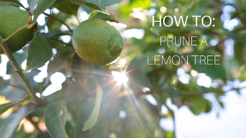How do you prune a summer fruit tree