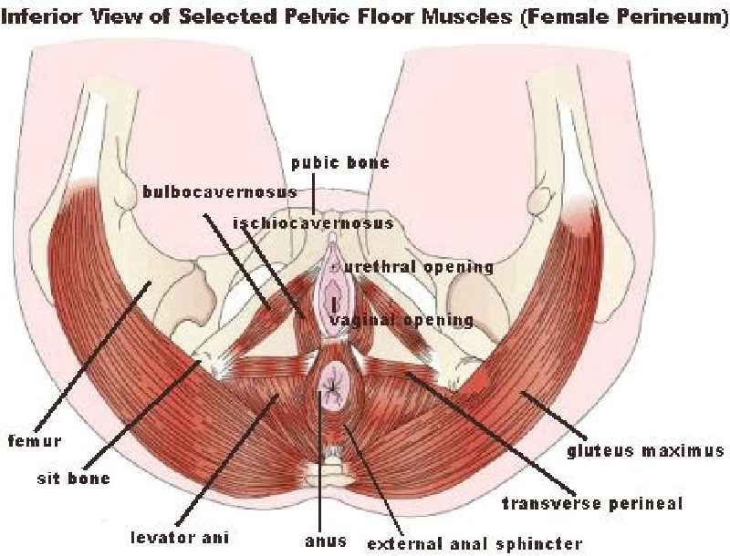 How do you release pelvic floor muscles