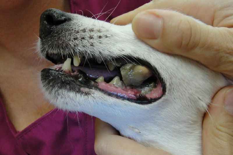 How do you tell if a dog's quick is infected