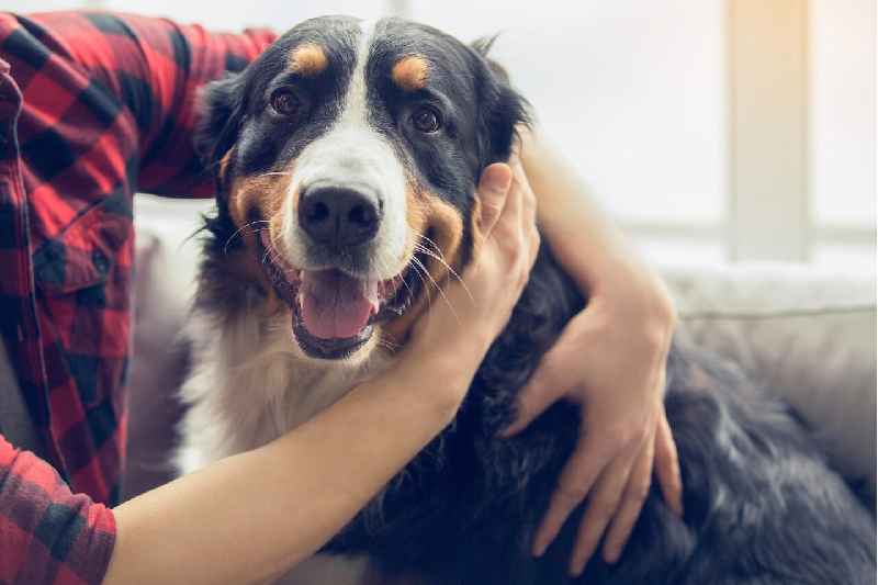 How do you treat a puncture wound on a dog at home