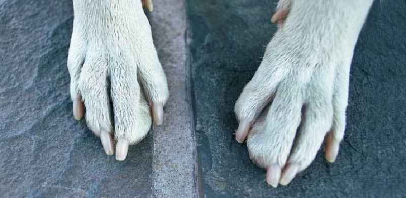 How far can I grind my dog's nails