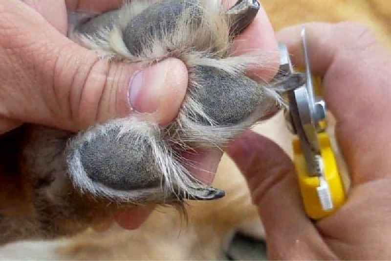 How long does a dog's cut paw take to heal