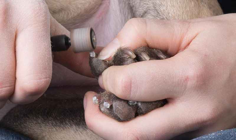 How long does it take for a dog's nail quick to stop bleeding