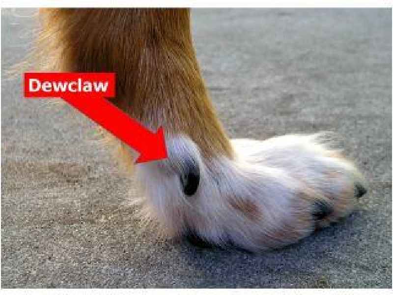 How long does it take for a dogs toe nail to grow back