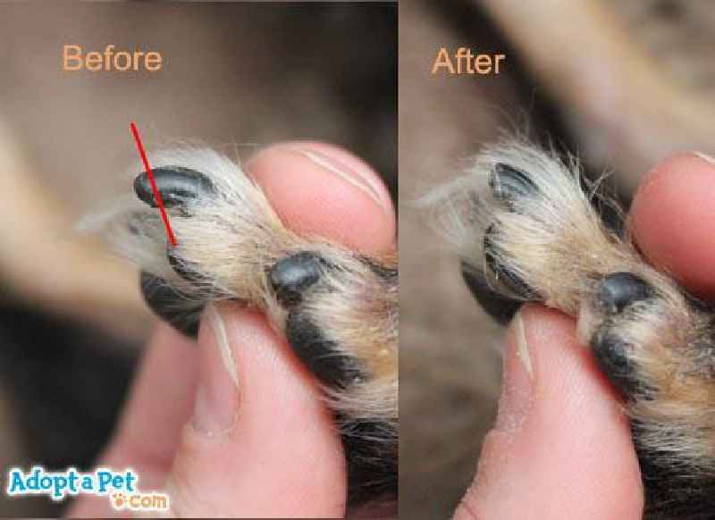 How long does it take for the quick to recede in dog's nails